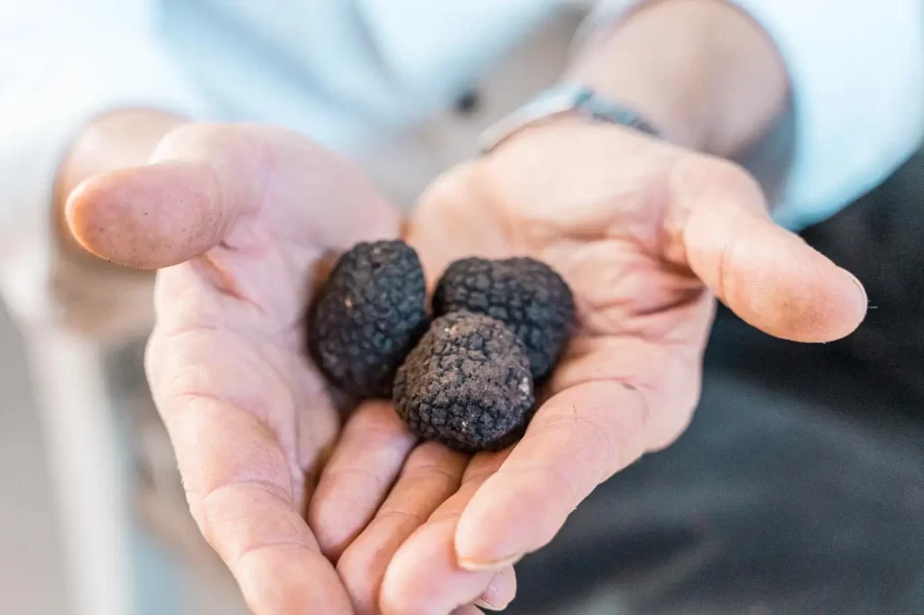 Black truffle of Ses Escoles