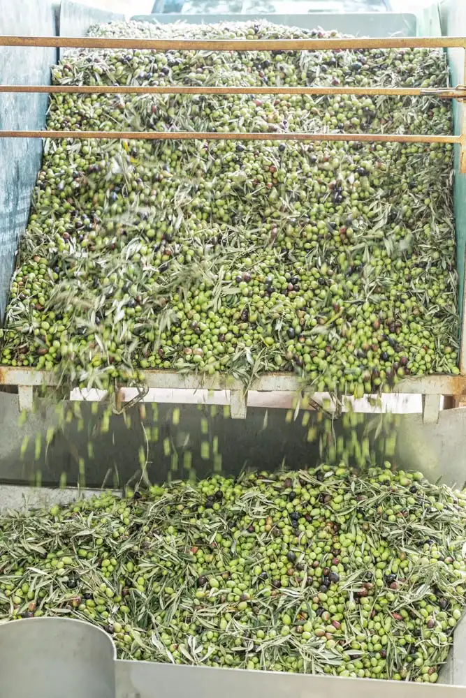 Olives in olive mill Es Trull de Can Miquel Guasch