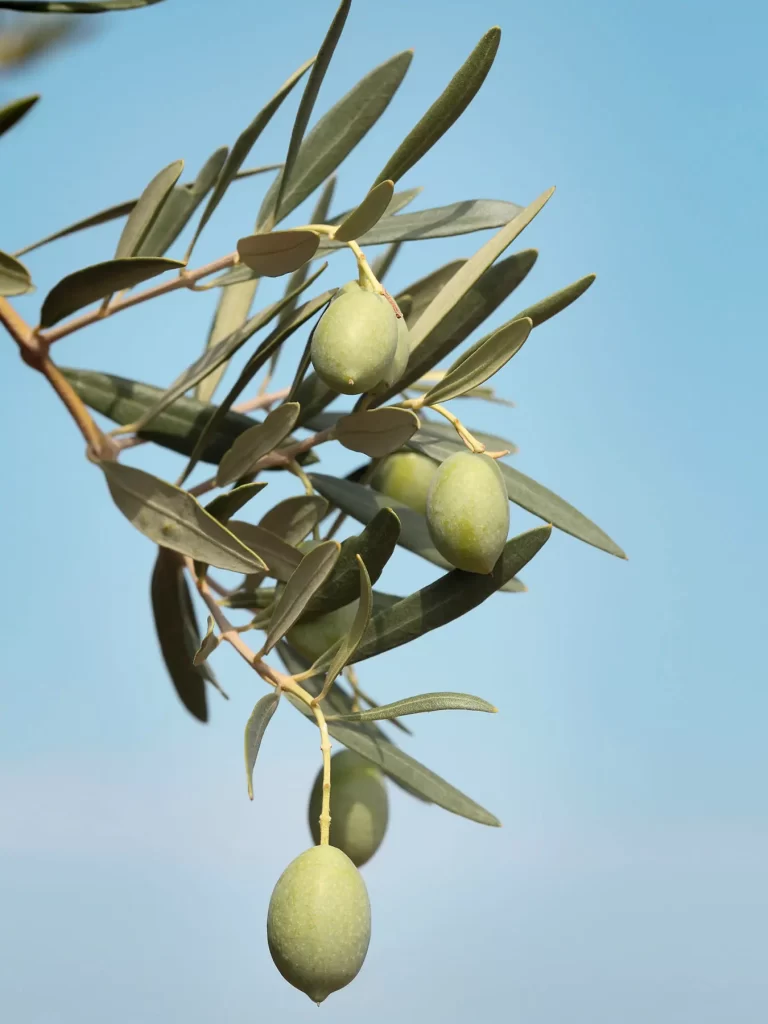 aceitunas-arbol Olive tree detail