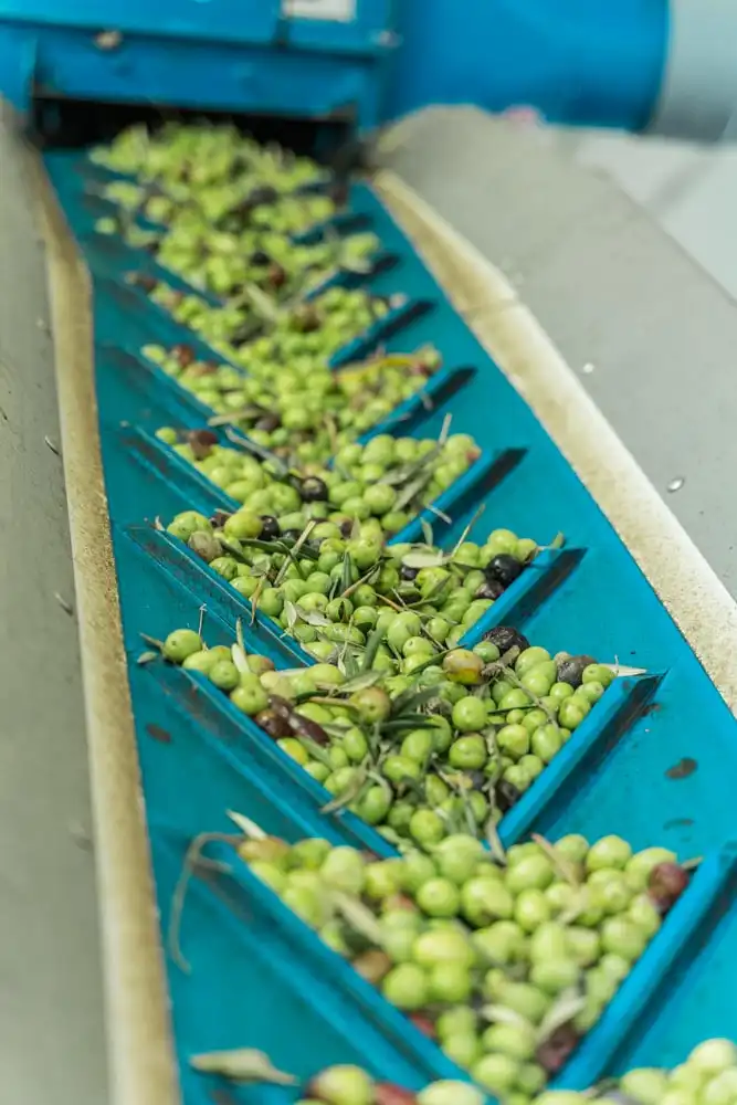 Olives from the Can Miquel Guasch finca