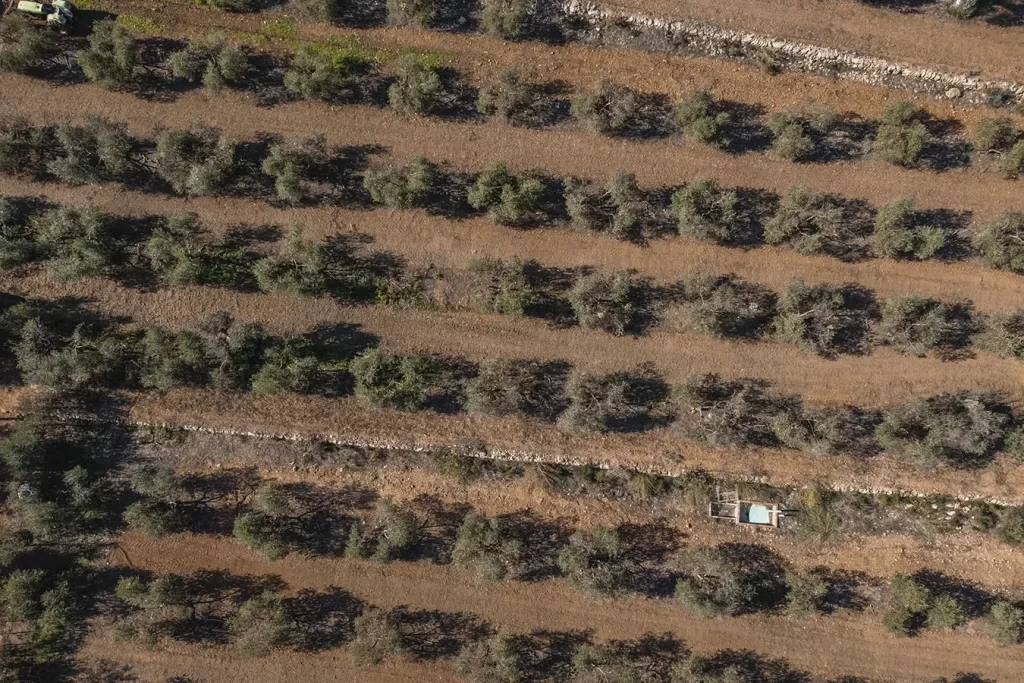 almazara2 Aerial view of Can Miquel Guasch's finca