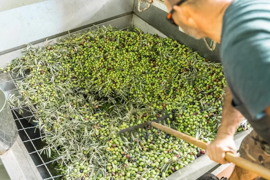 almazaracanmiquelguasch Olives in olive mill Es Trull de Can Miquel Guasch