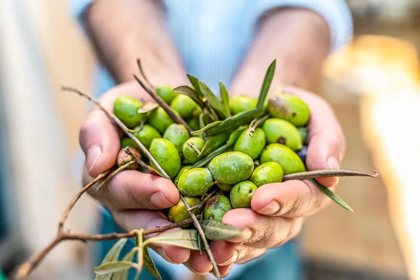 olivasSesEscoles Detail of Ibiza olives