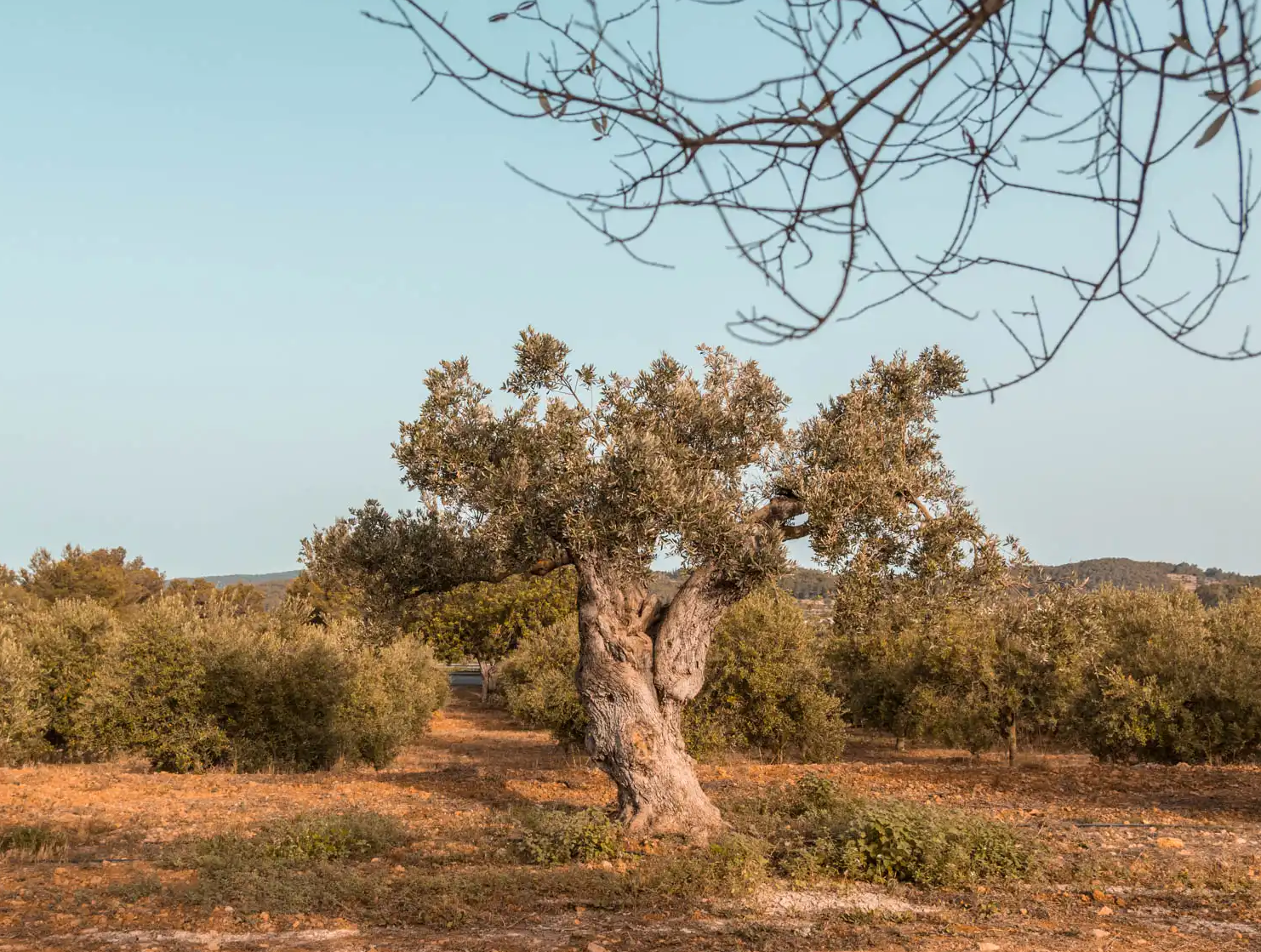 Detail of Can Miquel Guasch finca