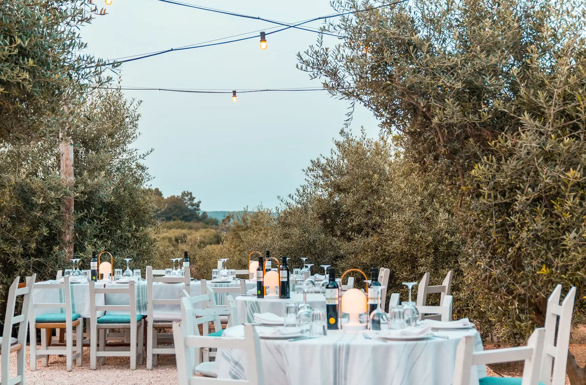 olivosterrazasesescoles_IMG_4654 Terrace among olive trees Ses Escoles